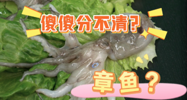 沁姐周末说食安-章鱼墨鱼鱿鱼傻傻分不清