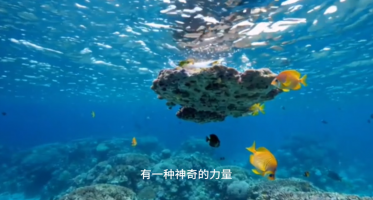 1.单欣淑《智能家居科普微视频》